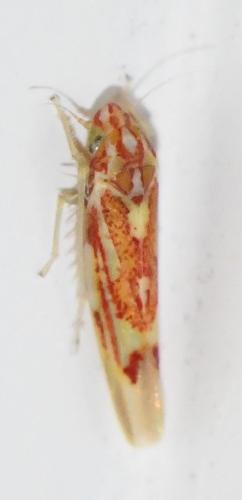 Zygina griseombra